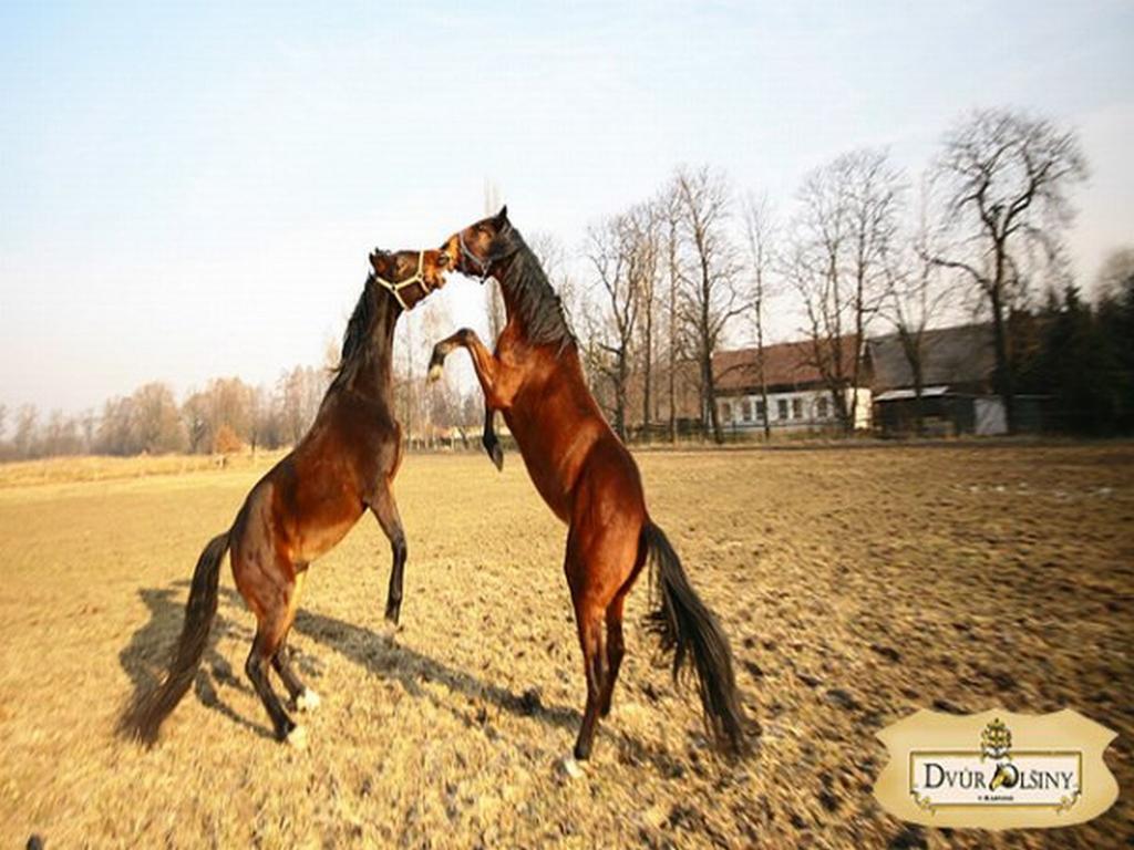 Dvur Olsiny -Hotel And Horse-Riding Karviná Exterior foto